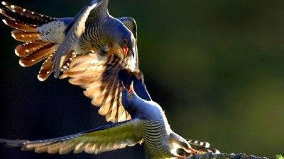 Natural World