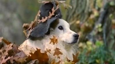 Wishbone