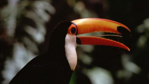 The Life of Birds filmas žiurėti online