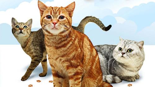 Cats 101 filmas žiurėti online