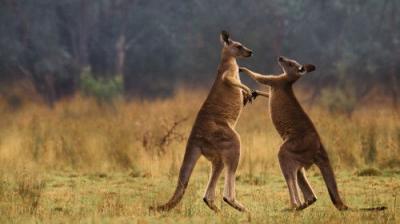 The Secret Lives of Animals