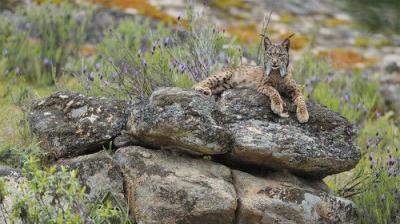 Foreign Correspondent