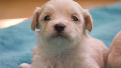 Too Cute