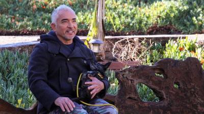 Cesar Millan: Better Human, Better Dog