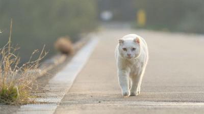 A Cat's-Eye View of Japan