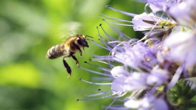 David Attenborough's Natural Curiosities