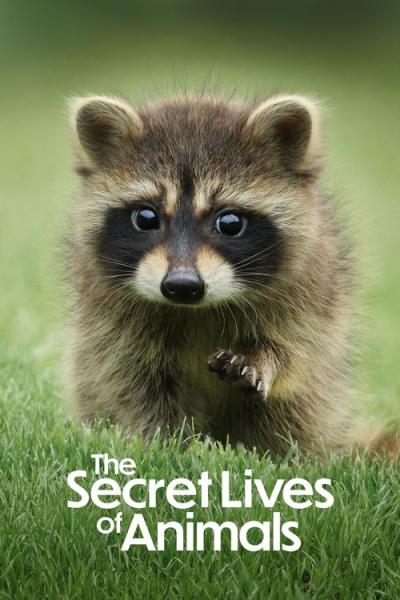 The Secret Lives of Animals filmas online