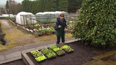The Beechgrove Garden