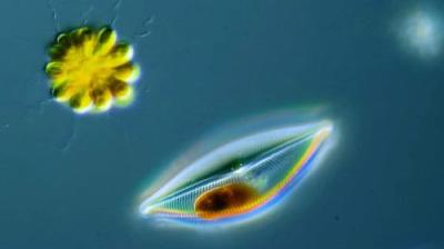 Journey to the Microcosmos