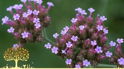 Gardeners' World