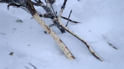 Life Below Zero