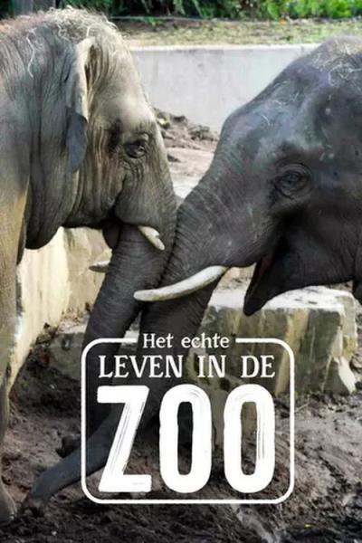 Het Echte Leven in de ZOO filmas online