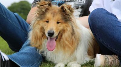 The Supervet: Noel Fitzpatrick