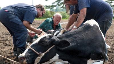 The Incredible Dr. Pol