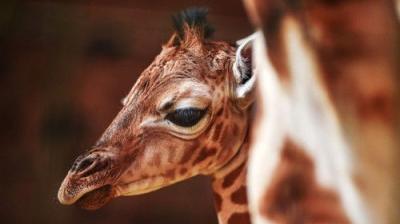 The Secret Life of the Zoo