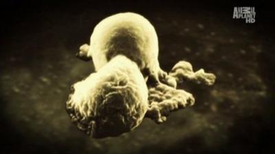 Monsters Inside Me