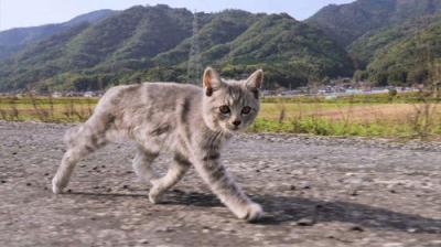 A Cat's-Eye View of Japan