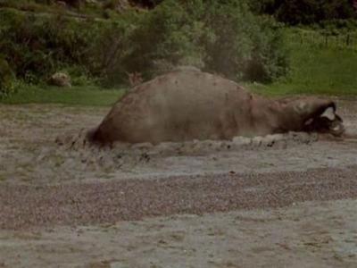 Tremors
