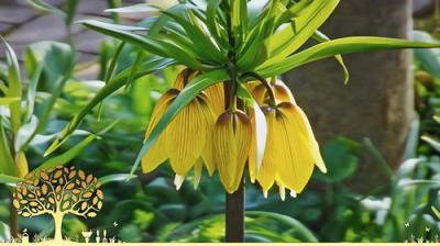 Gardeners' World