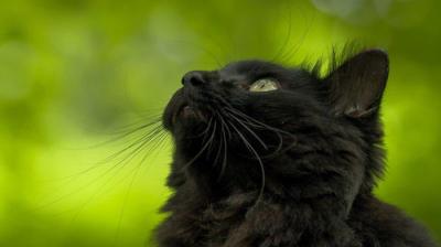 A Cat's-Eye View of Japan