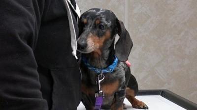 The Incredible Dr. Pol