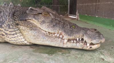 Secrets of the Zoo: Down Under