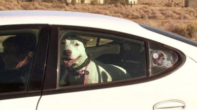 Pit Bulls and Parolees