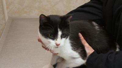 The Incredible Dr. Pol