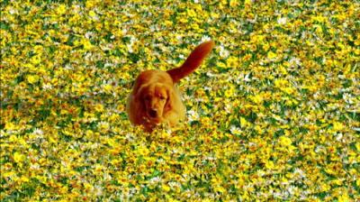 Pushing Daisies