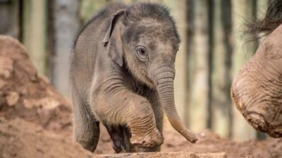 The Secret Life of the Zoo