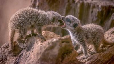 The Secret Life of the Zoo