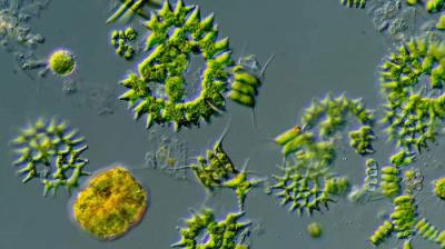 Journey to the Microcosmos