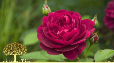 Gardeners' World