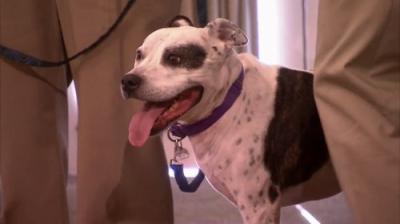 Pit Bulls and Parolees