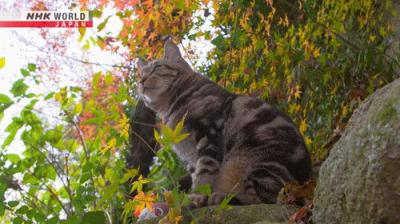 A Cat's-Eye View of Japan