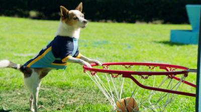 Pup Academy