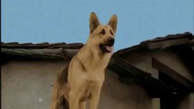 The Adventures of Rin Tin Tin