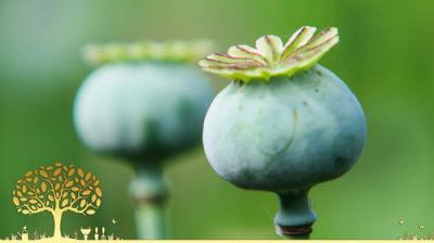 Gardeners' World
