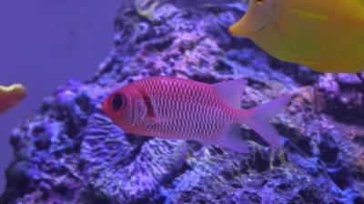 Tanked