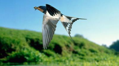 David Attenborough's Natural Curiosities