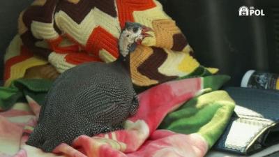 The Incredible Dr. Pol