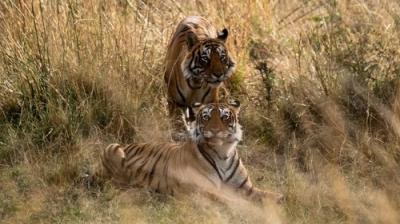 Big Beasts
