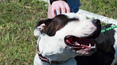 Pit Bulls and Parolees