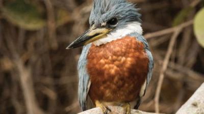 The National Geographic Guide to Birding in North America