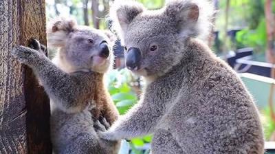 How Do Animals Do That?