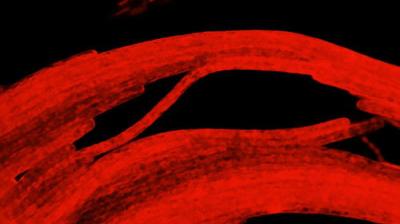 Journey to the Microcosmos