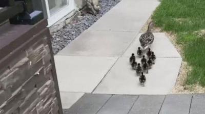 Neighborhood Wars