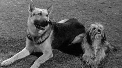 Petticoat Junction