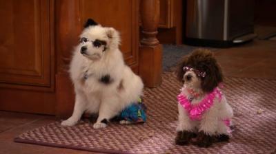 Dog with a Blog