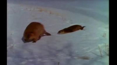 Mutual of Omaha's Wild Kingdom